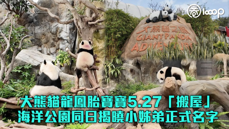 【萬眾矚目】大熊貓龍鳳胎寶寶5.27「搬屋」 海洋公園同日揭曉「家姐」、「細佬」正式名字