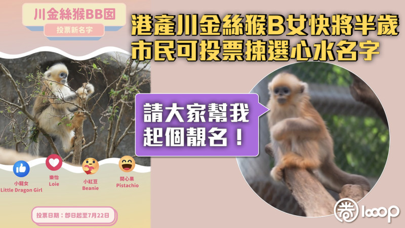 【齊來投票】港產川金絲猴B女快將半歲 市民可投票揀心水名字