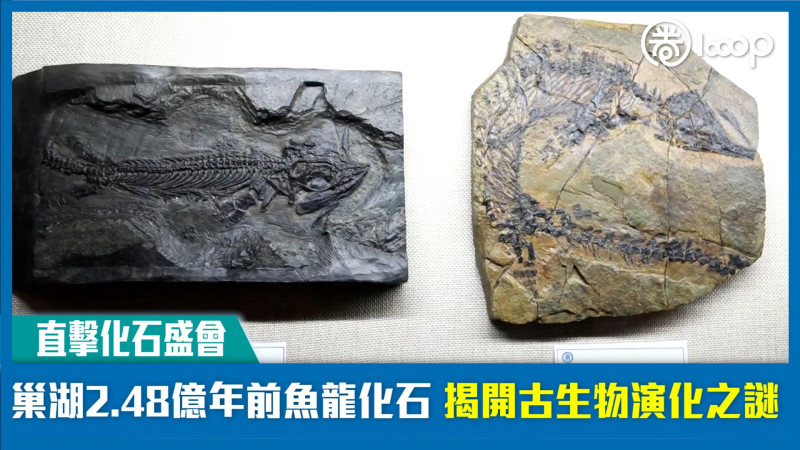 【文旅圈】【直擊化石盛會】巢湖2.48億年前魚龍化石 揭開古生物演化之謎