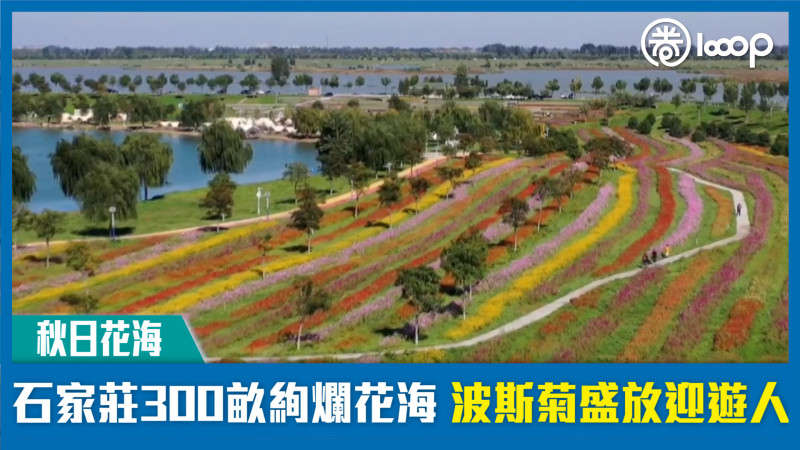 【秋日花海】石家莊300畝絢爛花海 波斯菊盛放迎遊人