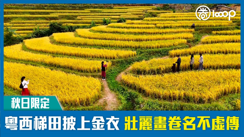 【秋日限定】粵西梯田披上金衣 壯麗畫卷名不虛傳