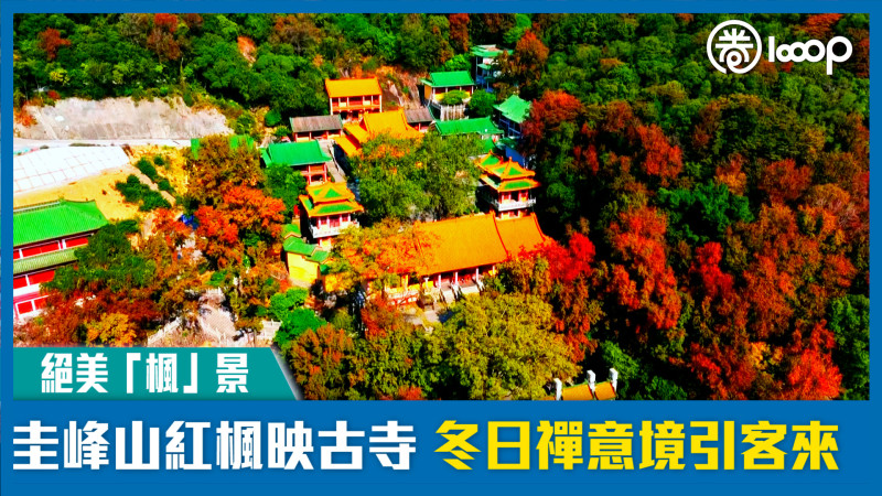 【絕美「楓」景】圭峰山紅楓映古寺 冬日禪意境引客來