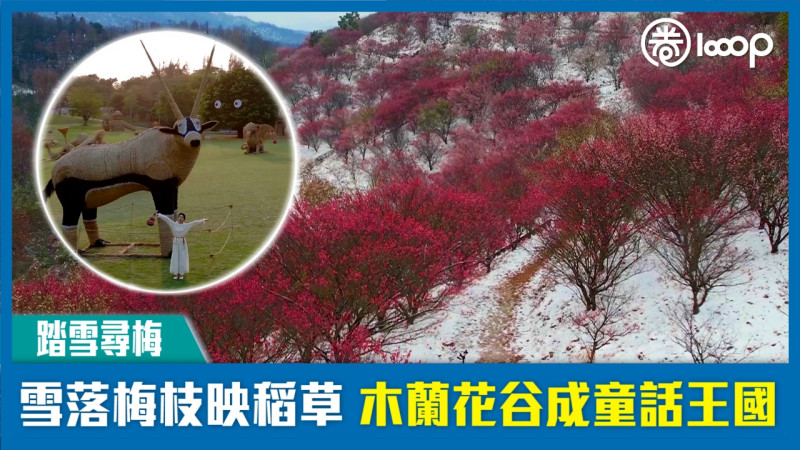 【踏雪尋梅】雪落梅枝映稻草 木蘭花谷成童話王國
