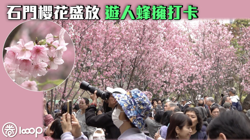【粉紅花海】石門櫻花盛放 遊人蜂擁打卡