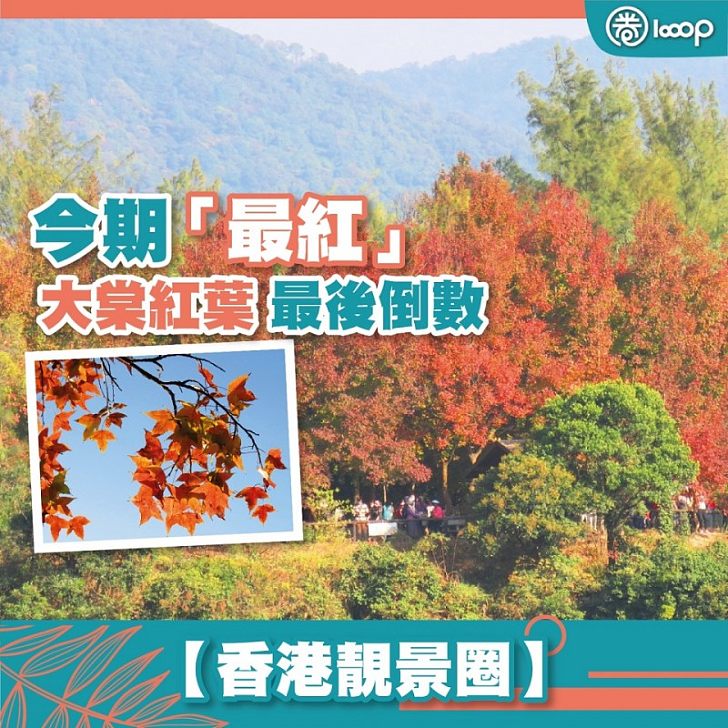 香港靚景圈 今期 最紅 大棠紅葉最後倒數 圈生活 Looop