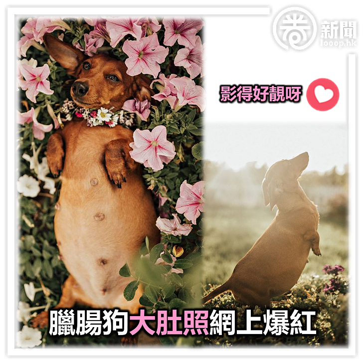 動物圈 懷孕臘腸狗拍大肚照可愛模樣迷倒網民 圈生活 Looop