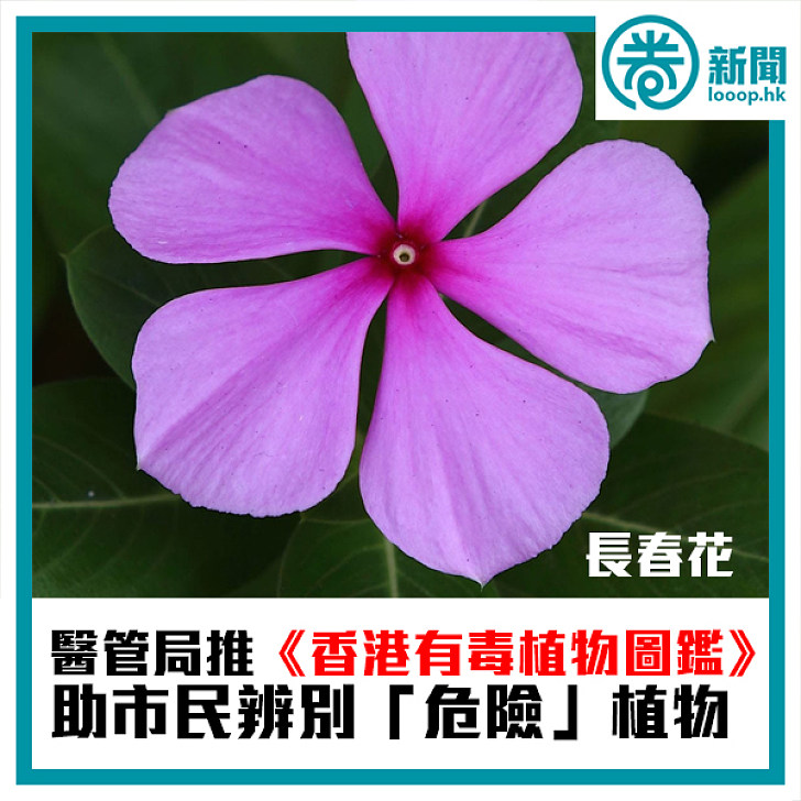 焦點新聞 醫管局推 香港有毒植物圖鑑 電子版 焦點新聞 Looop 焦點新聞 醫管局推 香港有毒植物圖鑑 電子版 焦點新聞 Looop