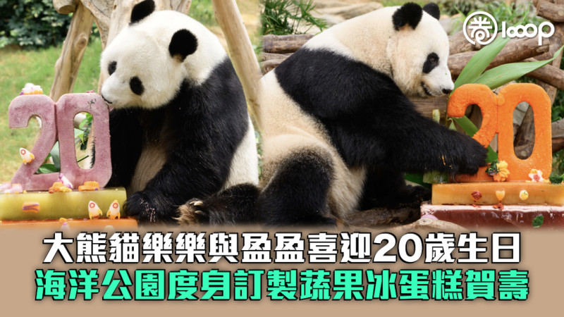 【大快朵頤】大熊貓樂樂與盈盈喜迎20歲生日 海洋公園特製蔬果冰蛋糕賀壽