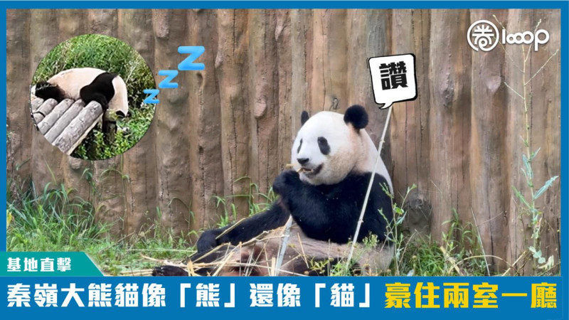【短片】【基地直擊】秦嶺大熊貓像「熊」還像「貓」？ 豪住兩室一廳