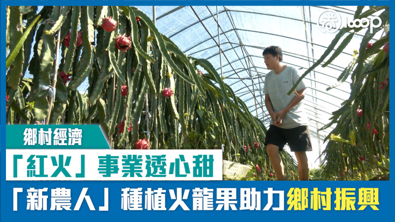 【短片】【鄉村經濟】「紅火」事業透心甜 「新農人」種植火龍果助力鄉村振興