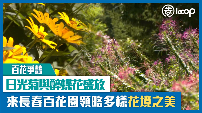 【短片】【百花爭豔】日光菊與醉蝶花盛放 來長春百花園領略多樣花境之美