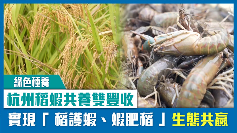 【短片】【綠色種養】杭州稻蝦共養雙豐收 實現「稻護蝦、蝦肥稻」生態共贏