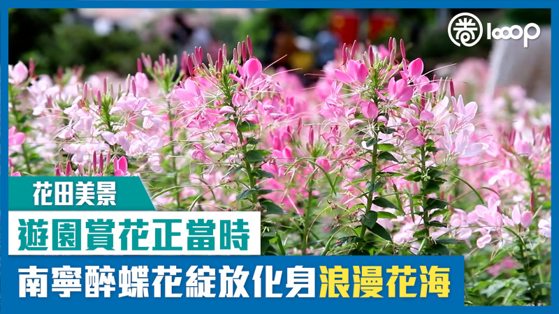 【短片】【花田美景】遊園賞花正當時 南寧醉蝶花綻放化身浪漫花海