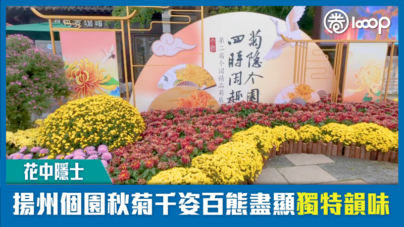 【短片】【花中隱士】揚州個園秋菊千姿百態盡顯獨特韻味