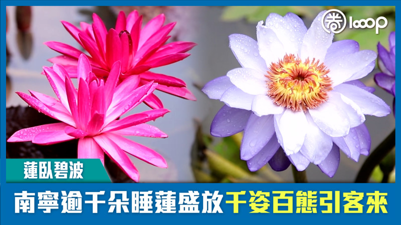 【短片】【蓮臥碧波】南寧逾千朵睡蓮盛放 千姿百態引客來