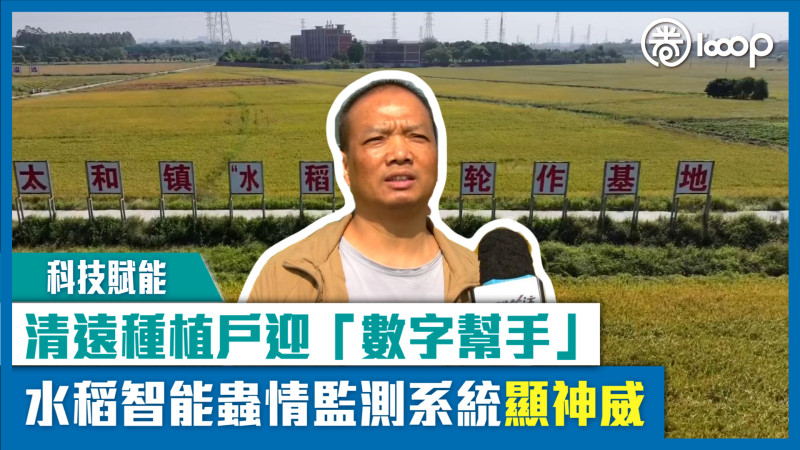 【短片】【科技賦能】清遠種植戶迎「數字幫手」 水稻智能蟲情監測系統顯神威