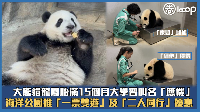 【長大成熊】大熊貓龍鳳胎滿15個月大學習叫名「應機」 海洋公園推「一票雙遊」及「二人同行」優惠　