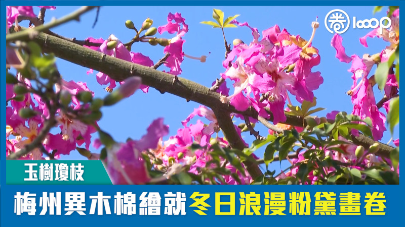 【短片】【玉樹瓊枝】梅州異木棉繪就冬日浪漫粉黛畫卷