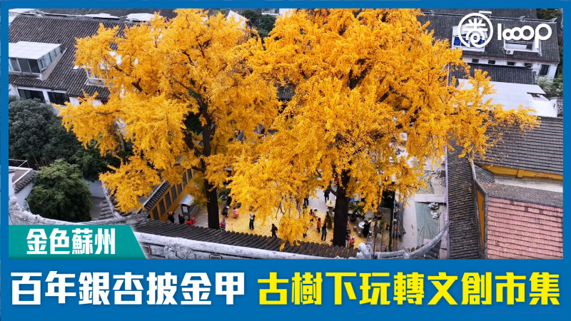 【金色蘇州】百年銀杏披金甲 古樹下玩轉文創市集