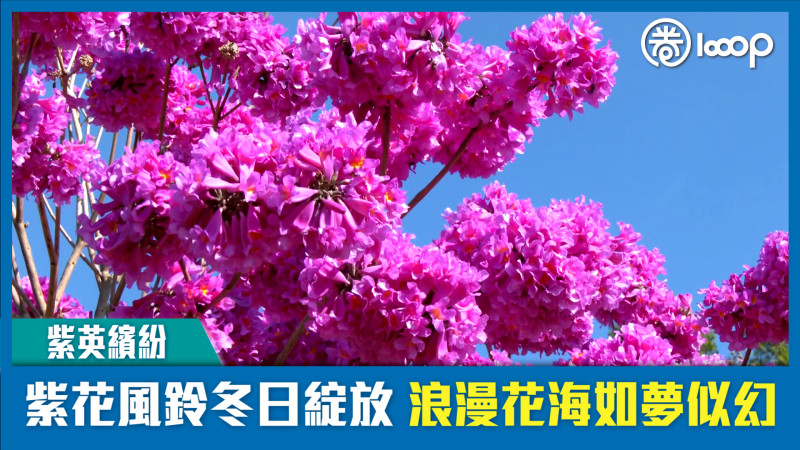 【短片】【紫英繽紛】紫花風鈴冬日綻放 浪漫花海如夢似幻