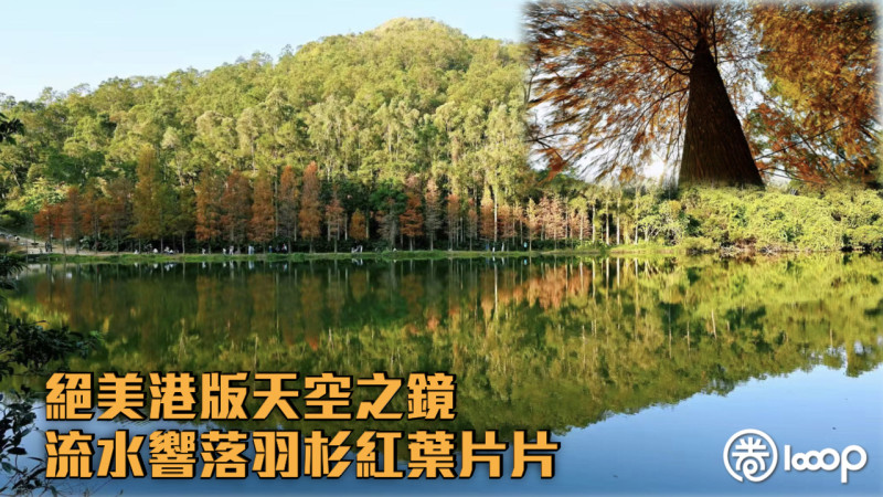 【隱世秘境】絕美港版天空之鏡 流水響落羽杉紅葉片片