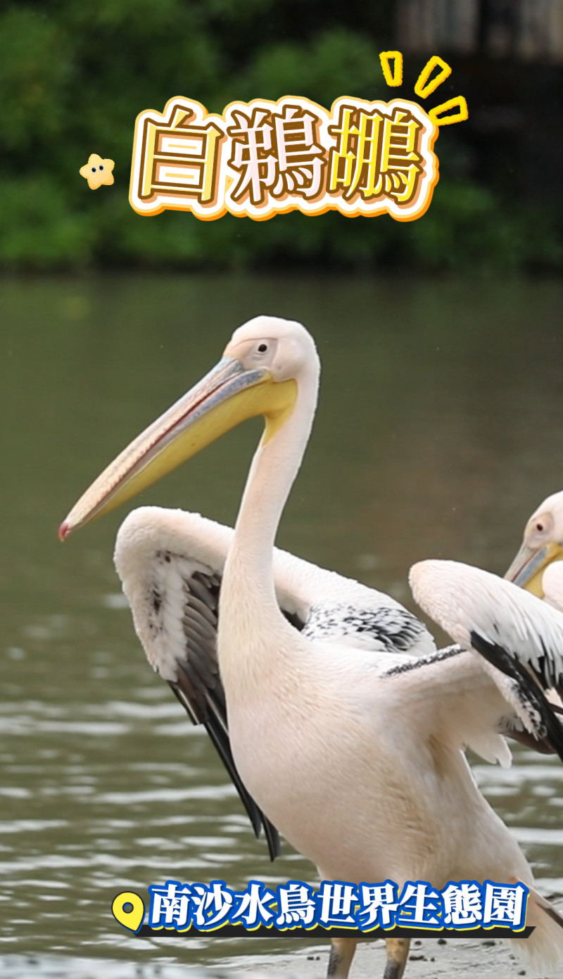 【短片】萬頃沙的水鳥天堂