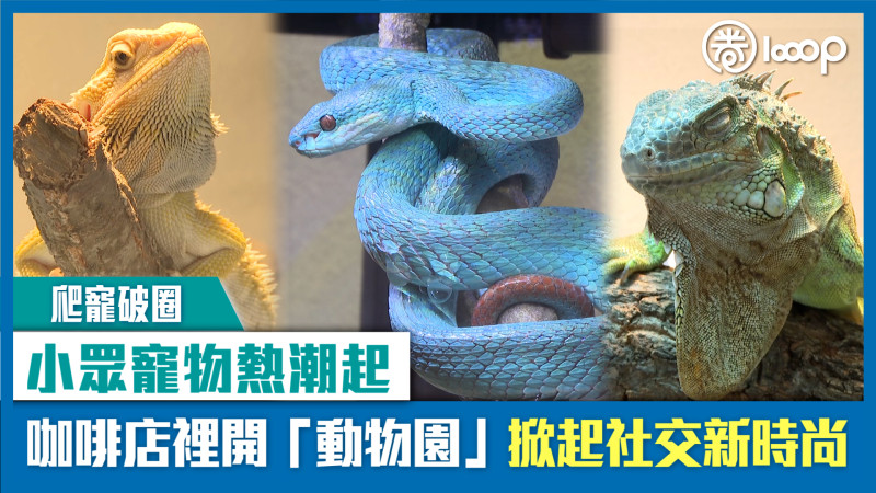 【短片】【爬寵破圈】小眾寵物熱潮起 咖啡店裡開「動物園」掀起社交新時尚