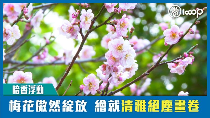 【短片】【暗香浮動】梅花傲然綻放繪就清雅絕塵畫卷