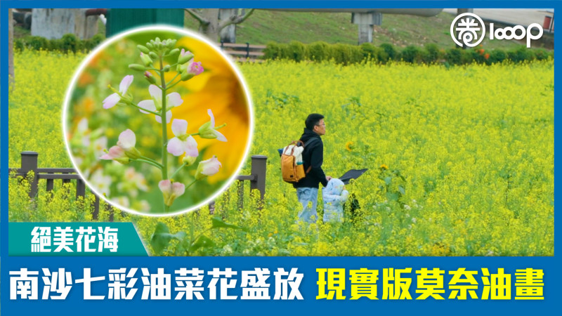 【短片】【絕美花海】南沙七彩油菜花盛放 現實版莫奈油畫