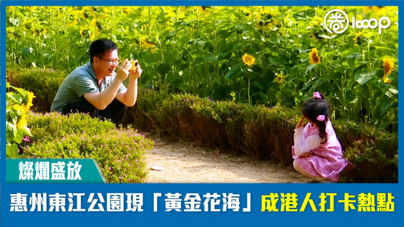 【燦爛盛放】惠州東江公園現「黃金花海」成港人打卡熱點