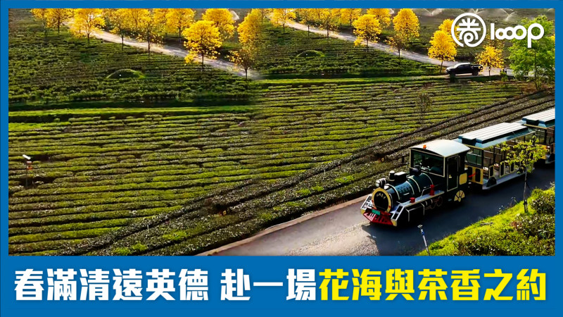 【短片】春滿清遠英德 赴一場花海與茶香之約