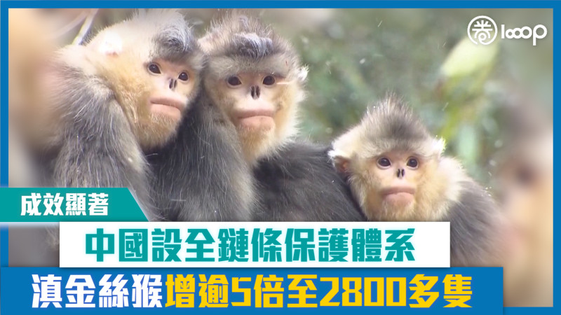 【短片】【成效顯著】中國設全鏈條保護體系 滇金絲猴增逾5倍至2800多隻