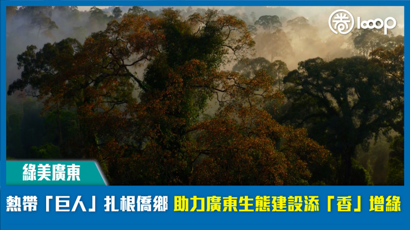 【綠美廣東】熱帶「巨人」扎根僑鄉 助力廣東生態建設添「香」增綠