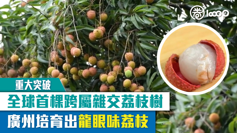 【重大突破】全球首棵跨屬雜交荔枝樹 廣州培育出龍眼味荔枝
