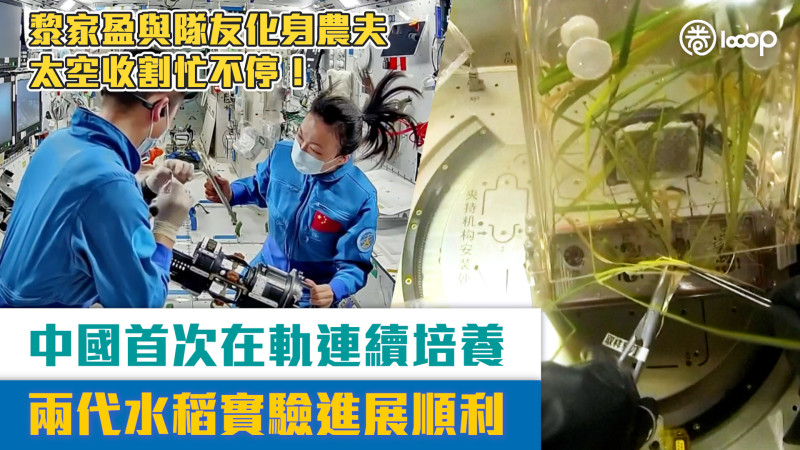【短片】黎家盈與隊友化身農夫收割忙不停！ 中國首次在軌連續培養兩代水稻實驗進展順利