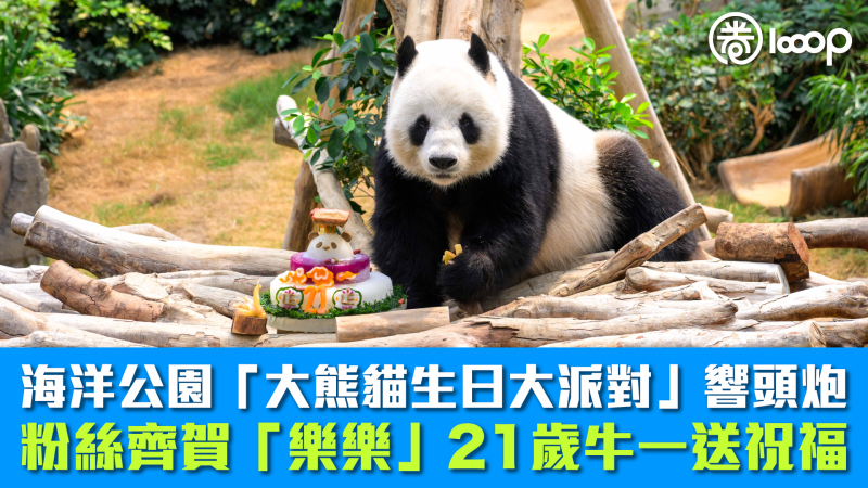 【玩轉夏日】海洋公園「大熊貓生日大派對」響頭炮 粉絲齊賀「樂樂」21歲牛一送祝福