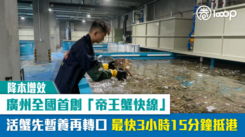 【降本增效】廣州全國首創「帝王蟹快線」 活蟹先暫養再轉口、最快3小時15分鐘抵港
